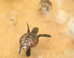 baby turtle