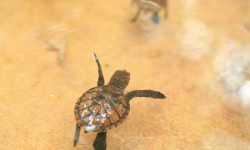 baby turtle